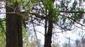El cerro del Ajusco, en la Ciudad de México,  es un lugar utilizado por muchos asesinos para tirar a sus víctimas.