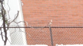 Los agentes de Seguridad Pública apoyaron en la detención del conductor y lo trasladaron a la Fiscalía.