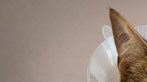 CR-SP-should-you-get-pet-insurance-0121