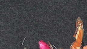 Evaluna - Camilo y Belinda | Mezcalent.