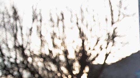 Intentaba ahuyentar a un oso