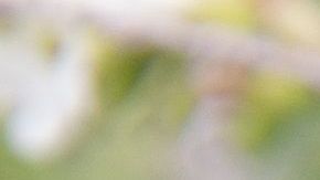 Tráfico humano trumpismo