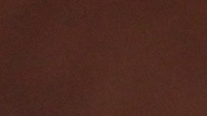 Aparece en Reino Unido virus que suma 150 perros contagiados; investigadores siguen sin descubrir origen