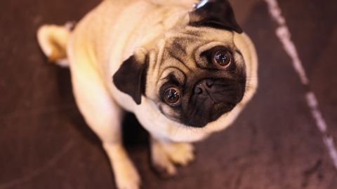 Aparece en Reino Unido virus que suma 150 perros contagiados; investigadores siguen sin descubrir origen
