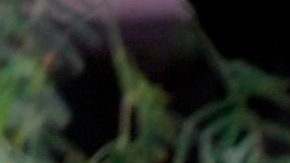 Cártel de Sinaloa amenaza con entrar a la Ciudad de México; autoridades buscan impedir ingreso del “El Mayo” o los “Chapos”