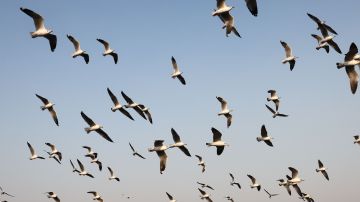 VIDEO: Súbita muerte de cientos de aves que volaban en México abre misterio que aún no se resuelve