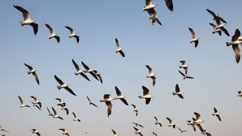 VIDEO: Súbita muerte de cientos de aves que volaban en México abre misterio que aún no se resuelve