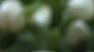 Flowers and candles are placed at a makeshift memorial at the scene of a crime on the campus of Heidelberg University, southwestern Germany, on January 25, 2022, one day after an attack by a gunman inside a lecture hall. - An 18-year-old student opened fire in a lecture hall at Heidelberg University in southwestern Germany on January 24, 2022, killing a young woman and injuring three others before fleeing the scene and turning the weapon on himself. (Photo by Daniel ROLAND / AFP) (Photo by DANIEL ROLAND/AFP via Getty Images)