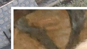 El presidente Joe Biden lamentó que líder de ISIS se haya inmolado en lugar de enfrentar la justicia.