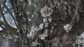 Chernobyl Ucrania Rusia