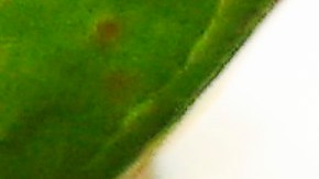 Australia incluye a los koalas en la lista de animales en peligro