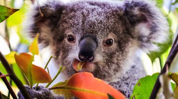 Australia incluye a los koalas en la lista de animales en peligro
