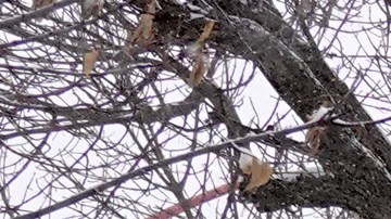 Tormenta de invierno