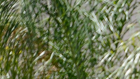 RIALTO, CA - JUNE 17: Rialto police officers and volunteers keep watch in front of Rodney King's home after he was found dead on June 17, 2012 in Rialto, California. King, whose video beating by Los Angeles police in 1991 sparked riots after the acquittal of the four officers involved, was found dead at the age of 47 from an apparent drowning in his swimming pool. (Photo by Kevork Djansezian/Getty Images)