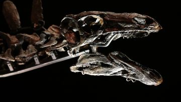 Hallan en Portugal un dinosaurio carnívoro que regeneraba constantemente sus dientes