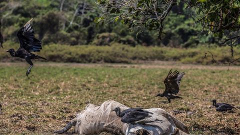 Crean en Nepal restaurantes para buitres para combatir la amenaza de su extinción