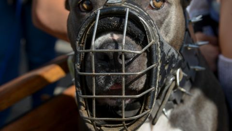 Hombre muere tras ataque de perro en campamento para personas sin hogar de Lancaster