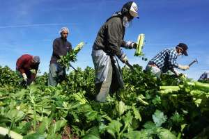 Inmigrantes latinos enfrentan más riesgo de muerte por enfermedades como hipertensión y diabetes
