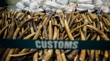 Pruebas de ADN en colmillos de elefantes se convierte en una nueva armas contra el comercio ilegal de marfil