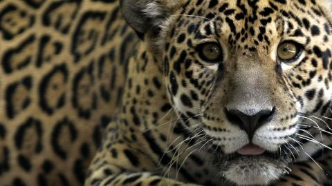 FOTO: Repudian en México a cazadores que asesinaron a jaguar y difundieron en redes cómo le arrancaron la piel