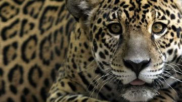 FOTO: Repudian en México a cazadores que asesinaron a jaguar y difundieron en redes cómo le arrancaron la piel