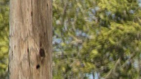 Texas, muertos, familia