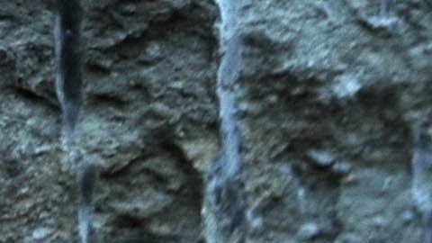 Hallan una extraña criatura marina con cinco ojos que vivió hace 500 millones de años