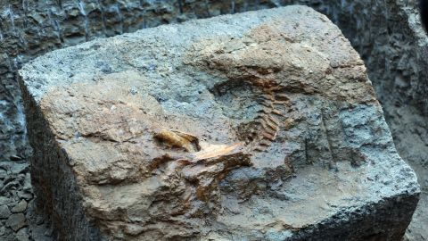 Hallan una extraña criatura marina con cinco ojos que vivió hace 500 millones de años
