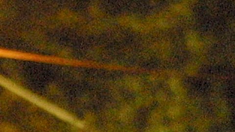 Hombre de Louisiana acusado de robo le dijo a la policía que es sonámbulo