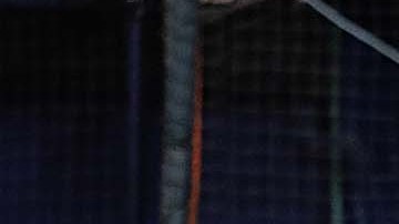 El cubano fue seleccionado en el mejor equipo de la Serie del Caribe.