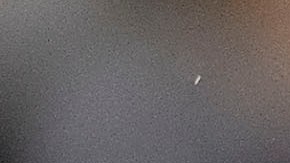 Javier "Chicharito" Hernández.