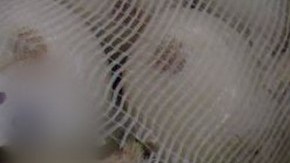 Incautan metanfetaminas escondidas en cargamento de cebollas.