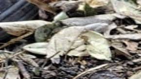 Fiscalía confirma la muerte del  M2, el narco que traicionó al Mencho.