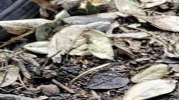 Fiscalía confirma la muerte del  M2, el narco que traicionó al Mencho.