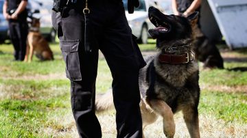 Mujer de California demanda por fuerza excesiva después de que perro policía le arrancara el cuero cabelludo