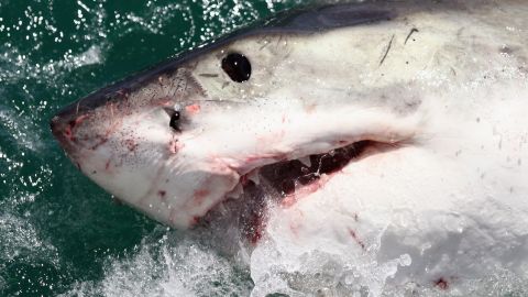 Nadador muere devorado por tiburón blanco de 15 pies, mientras testigos observan