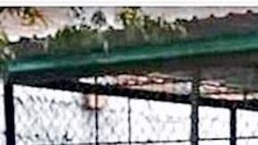 Incautan tres tigres de Bengala a narcos mexicanos.