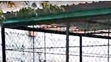 Incautan tres tigres de Bengala a narcos mexicanos.