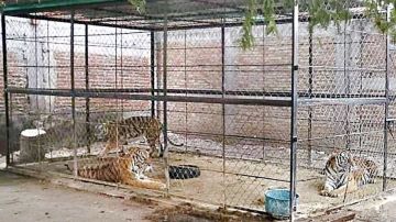 Incautan tres tigres de Bengala a narcos mexicanos.