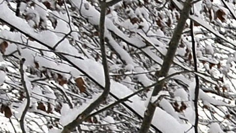 Pareja rescatada de una remota cabaña en California donde permanecieron dos meses atrapados bajo la nieve