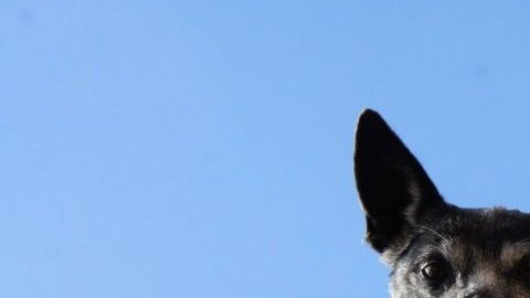 Rescatar perros de las peligrosas calles de Tijuana se ha convertido en un modo de vida para Brian Bovenzi.