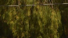 Los oficiales involucrados son veteranos con más de 10 años en el Departamento de Policía de Fresno.