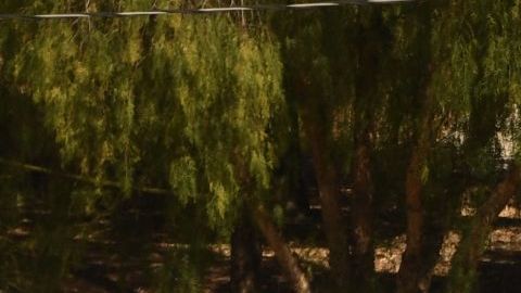 Los oficiales involucrados son veteranos con más de 10 años en el Departamento de Policía de Fresno.