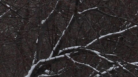Severa tormenta invernal con nieve, granizo y pronóstico de tornados golpeará EE.UU. esta semana