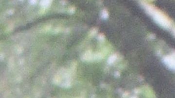 Ángela Aguilar, Christian Nodal, Camilo y Grupo Firme celebran al gran Rey de Las Ranchera, Vicente Fernández.