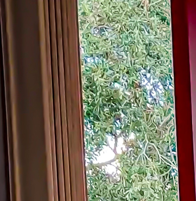 FOTO: Un perro robot se convierte en el nuevo refuerzo de la Policía de Florida