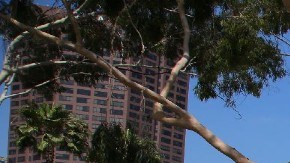 Casas de una sola recámara por $837,000: el costoso programa de LA para construir viviendas a personas sin hogar