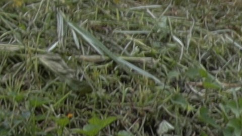 Drama continúa en Brasil y aumentan a 181 los muertos tras inundaciones en Petrópolis