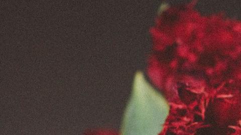 Las flores son el regalo perfecto para cada signo y la astrología te dice cuál elegir