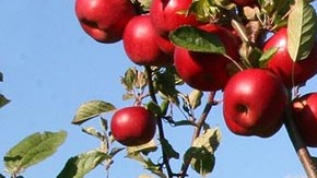 Conocerán el proceso para cultivar la comida